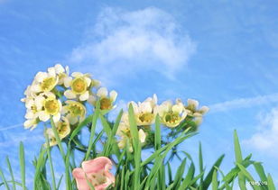 描写植物的短句15字