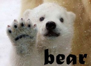 bear(承担)的过去式和过去分词是什么?