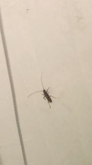 细细的什么填空