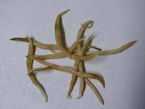 石刁柏图片，石刁柏是芦笋吗