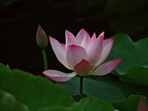 香莲 红楼梦，香莲图片