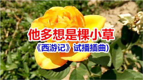 他多想是棵小草原唱，他多想是棵小草和五百年