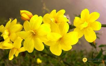 迎春花作文300字，迎春花作文800字初中