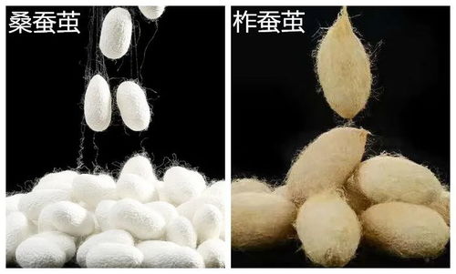 金蚕丝的拼音怎么写
