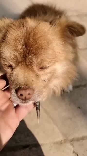 狗嘴吐不出象牙,这句话什么意思?