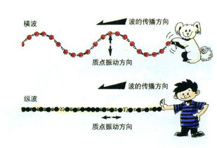 横波中相邻两个波峰或波谷之间的距离叫作什么?，横波是上下震还是左右震