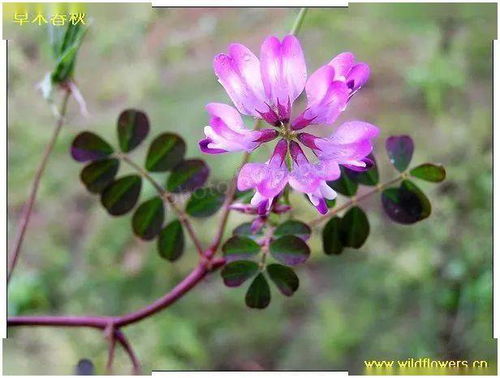 花语大全各种花的花语