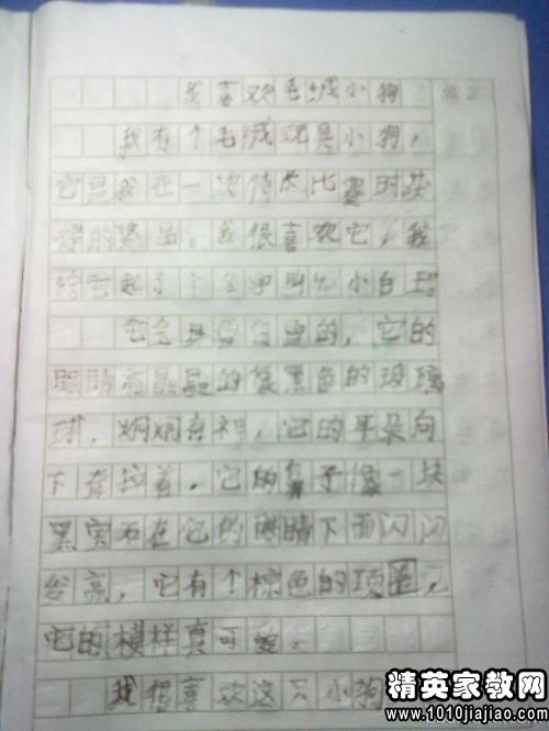 小狗的作文300字