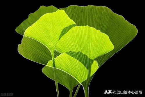 描写植物的作文，描写植物的段落