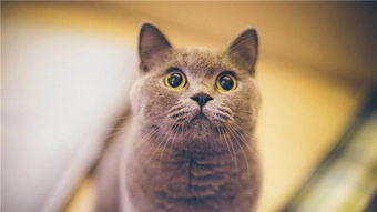 写关于猫的四字成语有哪些