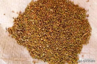 菟丝子的功效作用