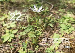 这种植物叫什么?