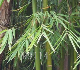 慈竹和风是什么意思?