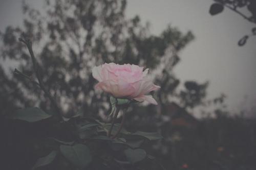 节哀顺便祝老人一路走好，节哀顺变是什么意思的暖心话节哀