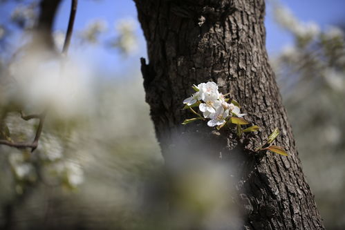 苏拭的《东栏梨花》赏析