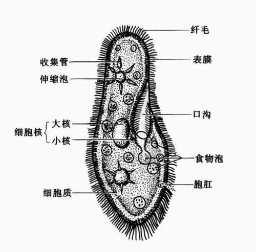 草履虫结构是什么呢?