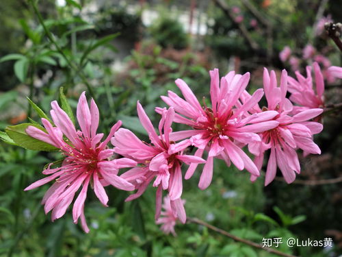 桃花有几个花瓣