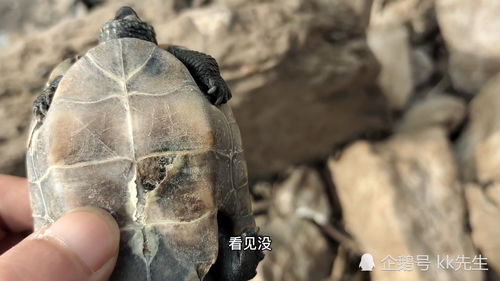 打龟是什么意思