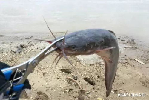 八须鱼和鲶鱼的区别