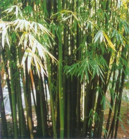 慈竹图片，慈竹赋