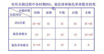细胞有丝分裂的过程及图解