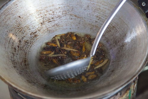 热锅上的蚂蚁打歇后语
