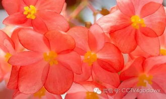 姹紫嫣红是什么生肖?，姹紫嫣红开遍,都付与断井颓垣