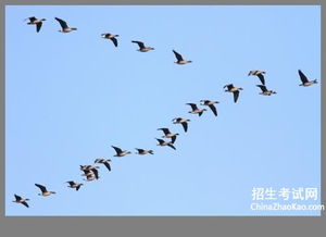 八年级语文《大雁归来》教案