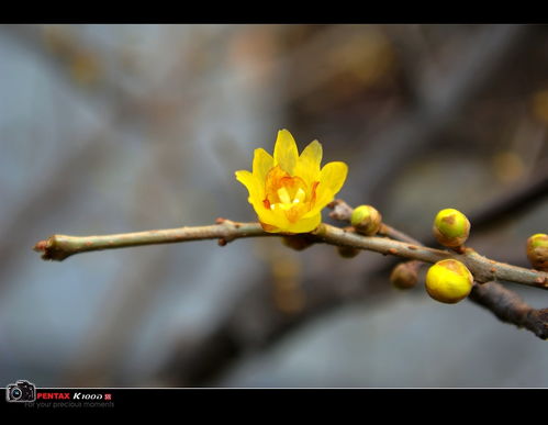 “春去春又来,花谢花会再开”这句话是哪首歌的歌词?