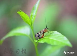 昆虫的秘密有哪些书，昆虫的哪些奥秘