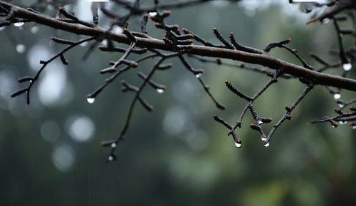 春雨图怎么画，春雨图写出了春雨的什么特点?