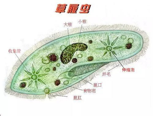 草履虫的结构层次，草履虫的结构图及作用