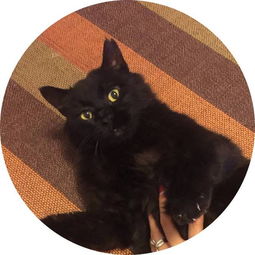 adoption leave，adoption rocks