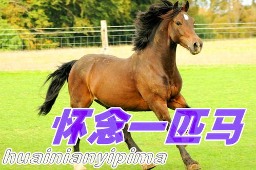 马,旁边一个,大,字怎么读?