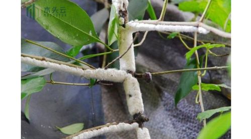 虫白蜡图片，虫白蜡作用及用途作用