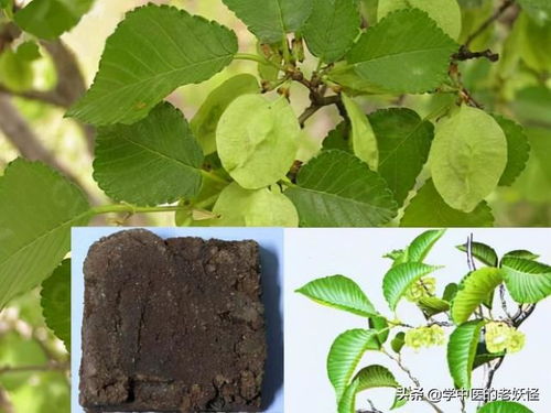 中草药:芜荑的功效与作用