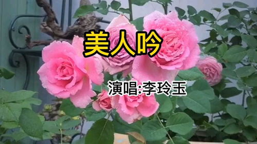 美人吟歌词
