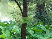 孑遗植物是什么意思，银杏孑遗植物