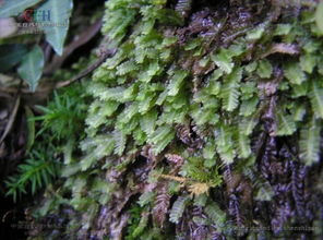 鞭苔什么意思是什么，鞭苔三百意思