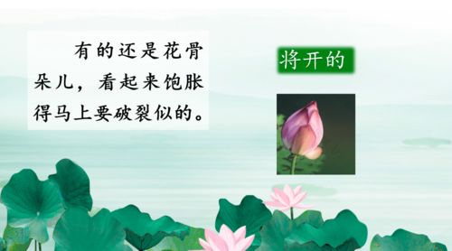 荷花三年级下册课文,图片，荷花三年级下册课文原文朗读