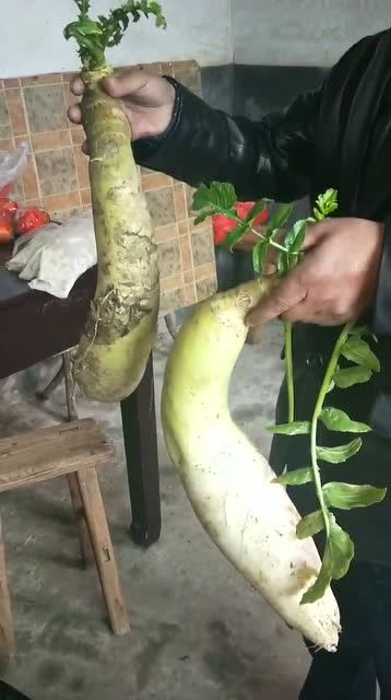 大萝卜的作用与功效，大萝卜种多深合适