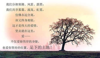 致橡树原文朗诵技巧，致橡树原文朗诵董卿