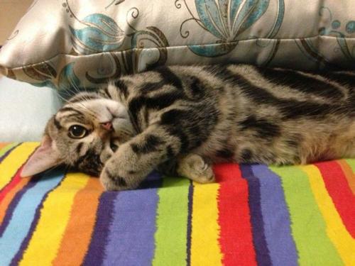 棕虎斑加菲猫小时候和长大颜色不一样
