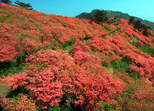 麻城张广河天气预报