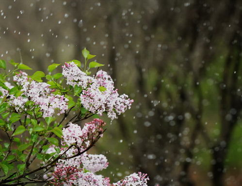 丁香空结雨中愁出自哪首诗，丁香空结雨中愁前一句是啥