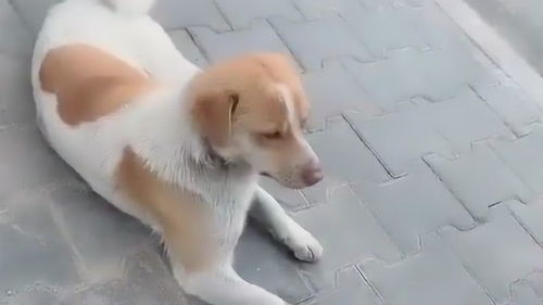 有人公开屠狗,吃狗肉这件事应该叫停么?