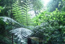 孑遗植物是什么意思