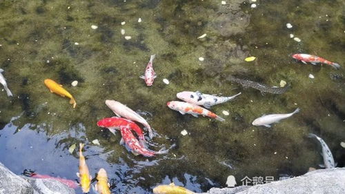鱼有多少种颜色，石斑鱼有多少种