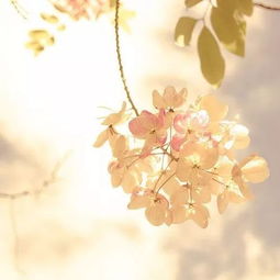 花开那时月正圆剧情介绍，花开那时作文