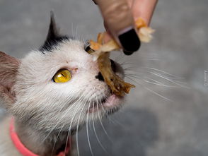 meow什么意思